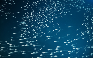 reunite-rx-Sperm-Count-For-IVF-When-Cryopreservation-Matters