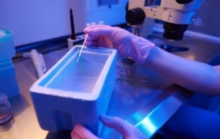 ReUnite-Rx-How-Cryopreservation-Improves-IVF-Flexibility-And-Success